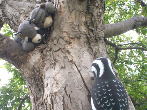 Kitty and Racky meet Mrs Woodpecker